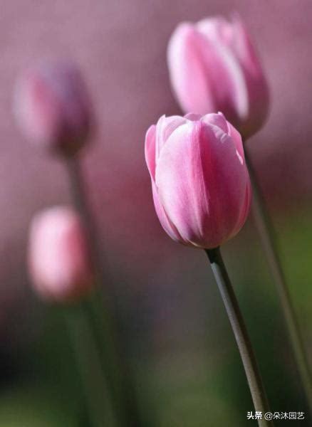 黑色鬱金香花語|花藝科普 